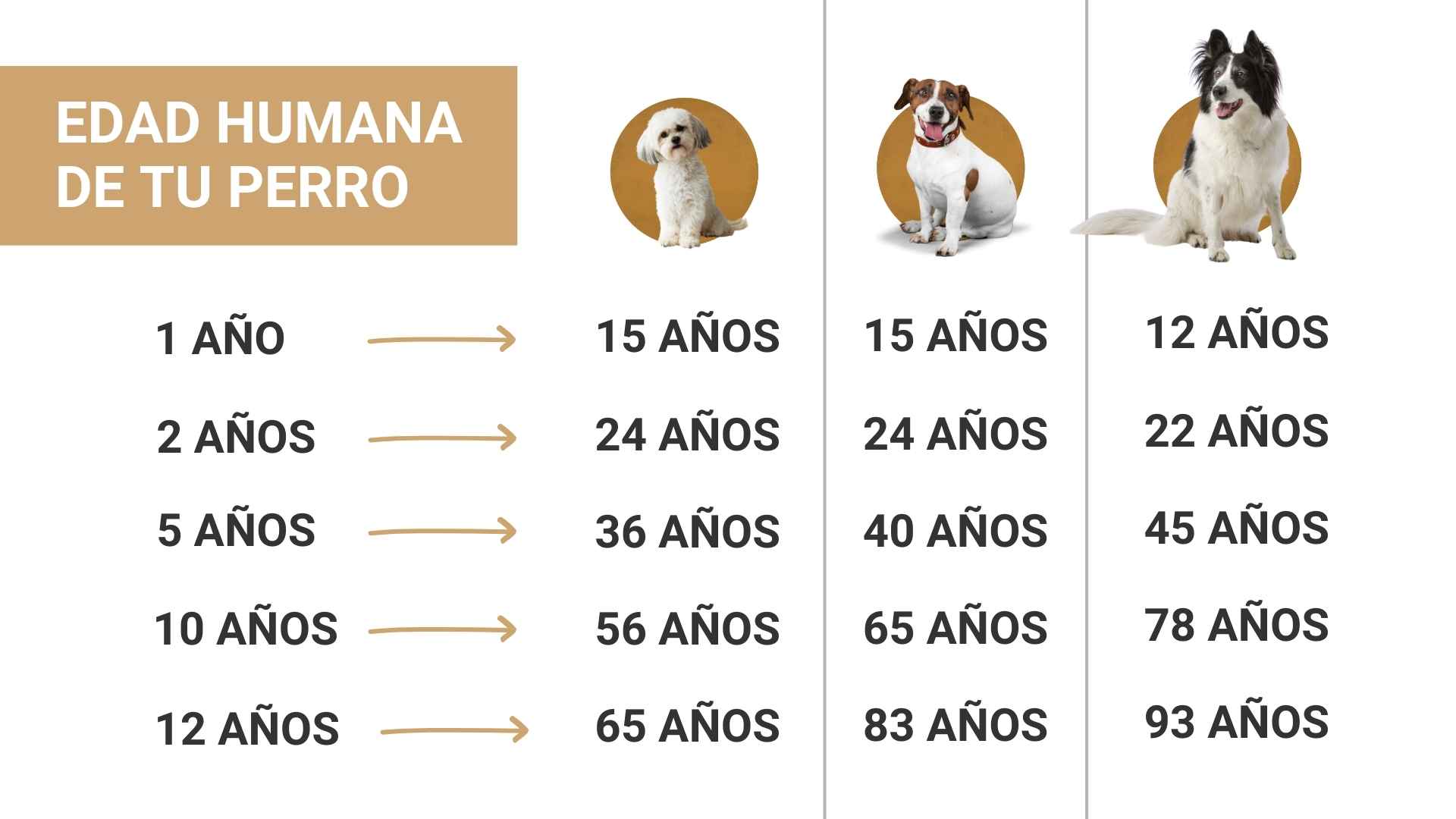 tabla de edad de perros a humanos